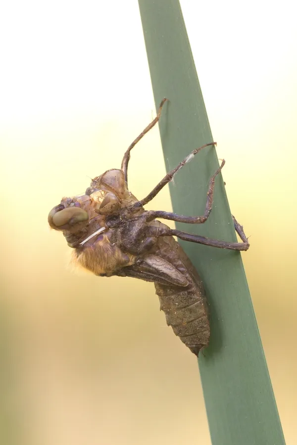 lesklice měděná ♂ (2016)