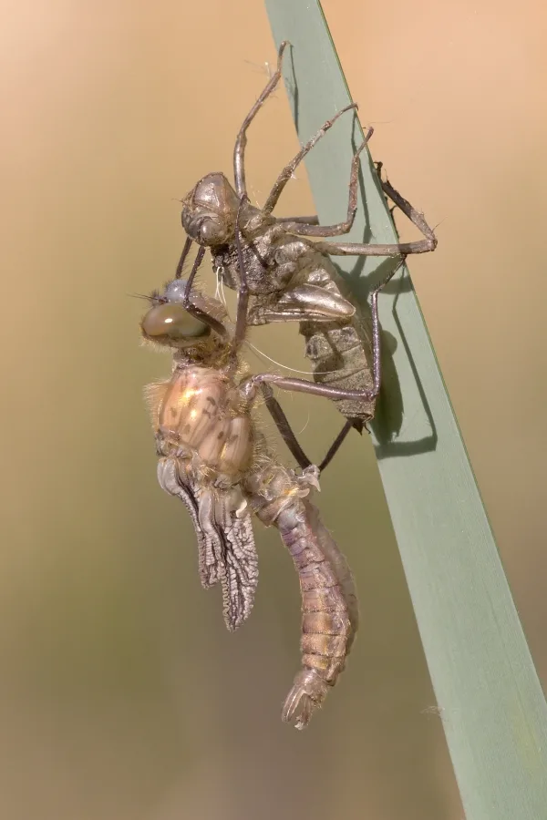 lesklice měděná ♂ (2016)