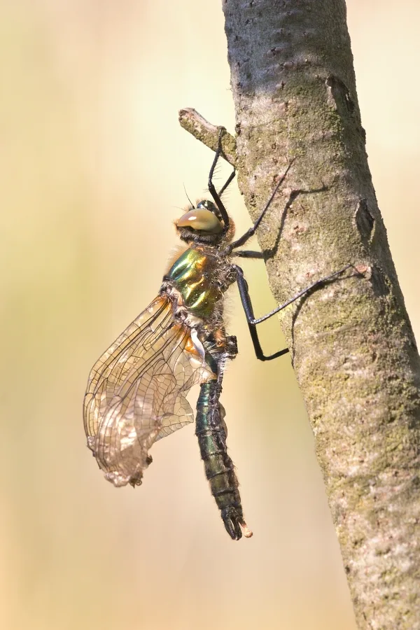 lesklice měděná ♂ (2016)