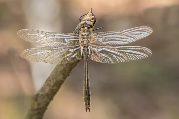 lesklice měděná ♂ (2016)