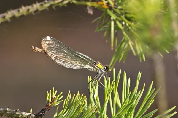 motýlice lesklá ♀ (2015)