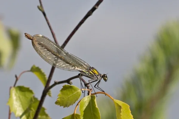 motýlice lesklá ♀ (2015)