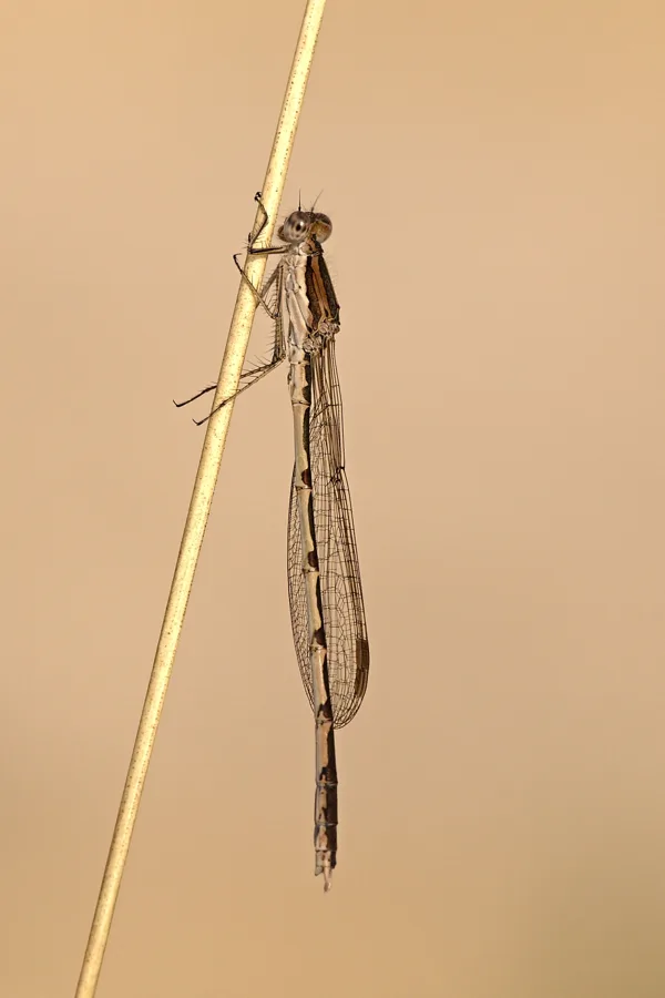 šídlatka hnědá ♂ (20120)