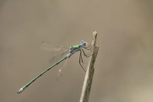 šídlatka tmavá ♂ (2015)