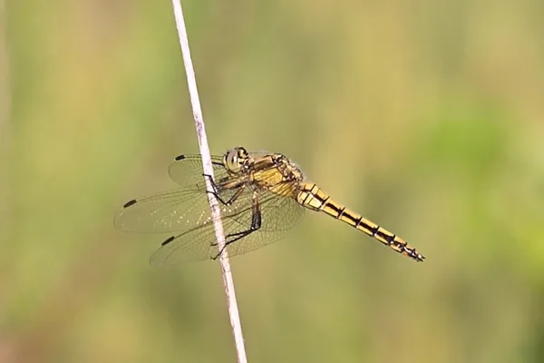 vážka černořitná ♀ (2015)