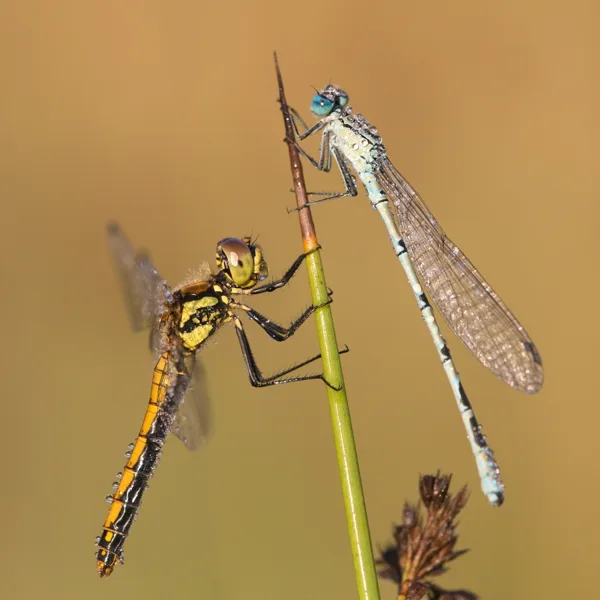 vážka tmavá ♀ + šidélko kroužkované (2016)