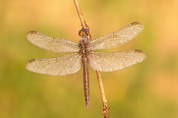 vážka žlutoskvrnná  ♀ (2019)
