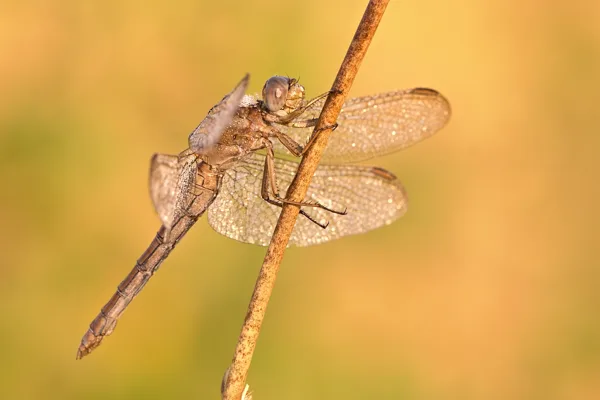 vážka žlutoskvrnná  ♀ (2019)