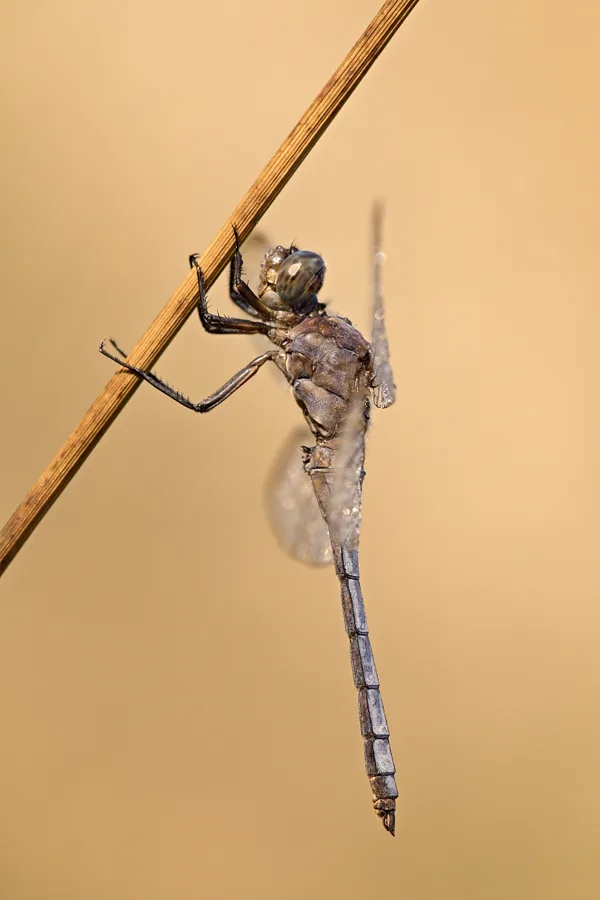 vážka žlutoskvrnná  ♀ (2019)