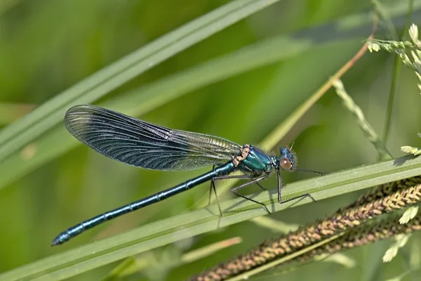 motýlice lesklá ♂ (2015)