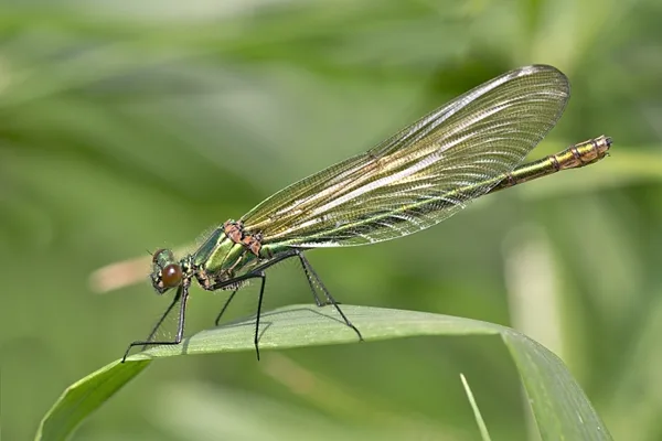 motýlice lesklá ♀ (2015)