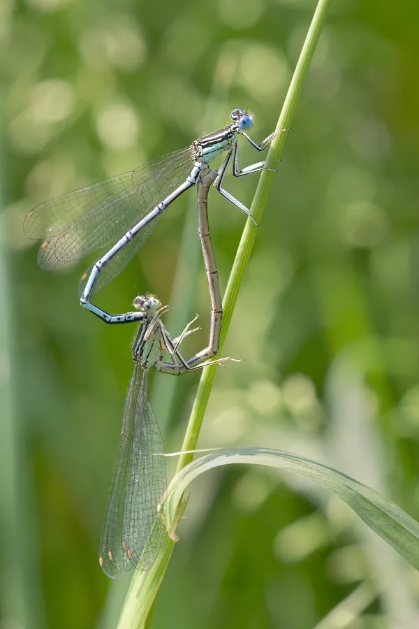 šidélko brvonohé ♂ + ♀ (2015)