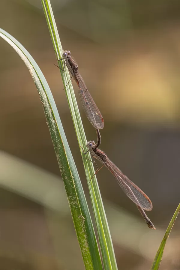 šídlatka hnědá ♂ + ♀ (2020)
