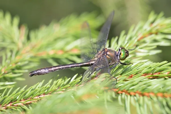 lesklice měděná ♀ (2015)