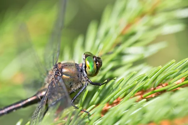 lesklice měděná ♀ (2015)
