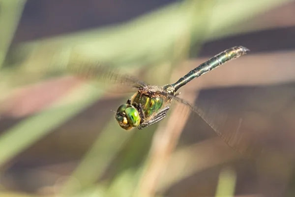 lesklice zelenavá ♂ (2015)