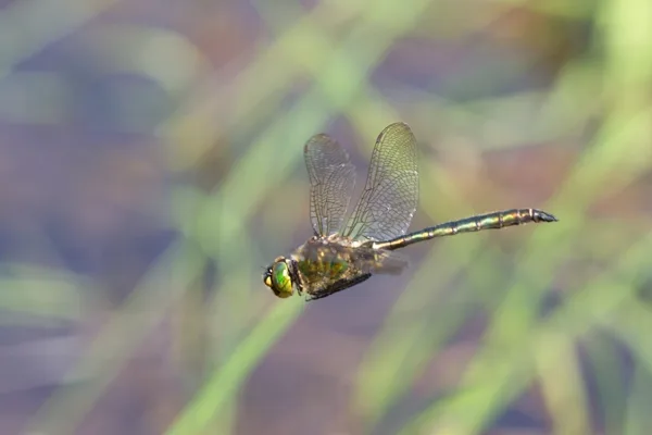 lesklice zelenavá ♂ (2015)