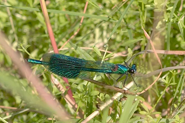 motýlice lesklá ♂ (2015)