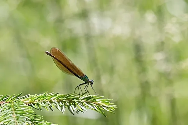 motýlice obecná ♀ (2015)