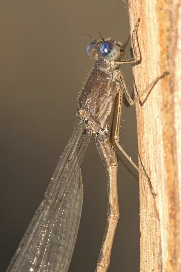šídlatka kroužkovaná ♂ (2016)