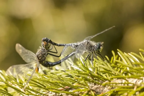 vážka běloústá ♂ + ♀ (2015)