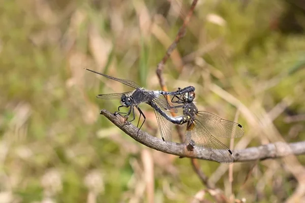 vážka běloústá ♂ + ♀ (2015)