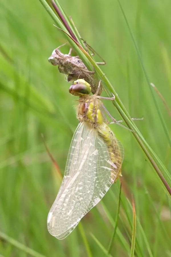 vážka obecná ♀ (2016)