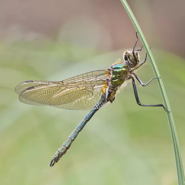 lesklice měděná ♂ (2016)