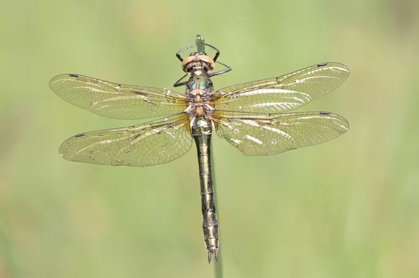 lesklice měděná ♀ (2016)