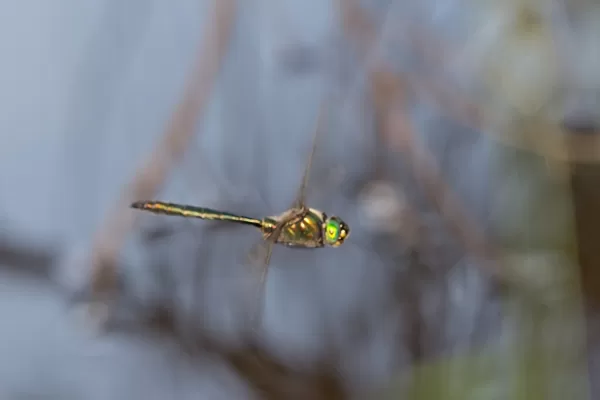 lesklice zelenavá ♂ (2015)