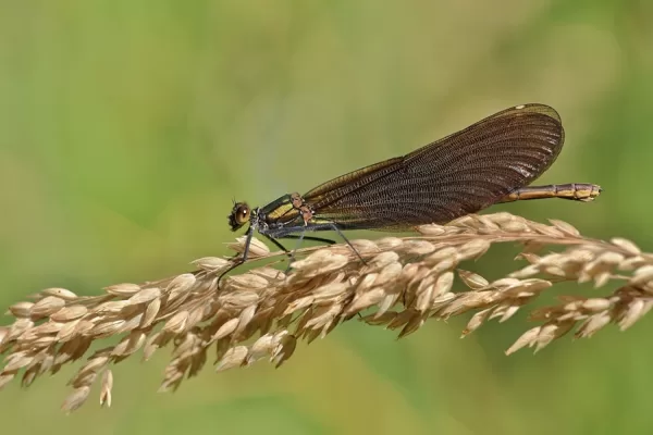 motýlice obecná ♀ (2015)