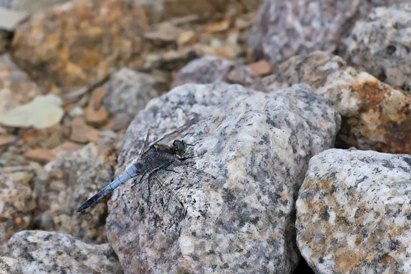 vážka černořitná ♂ (2015)