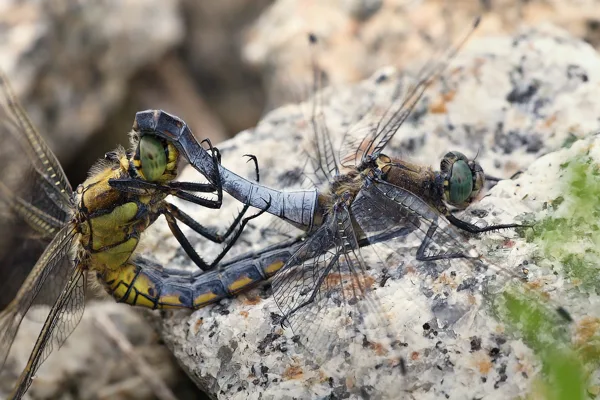 vážka černořitná ♂ + ♀ (2018)