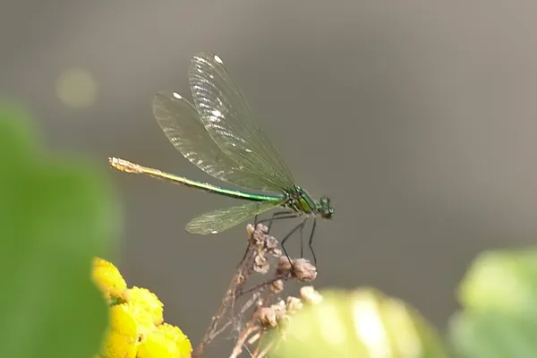 motýlice lesklá ♀ (2015)