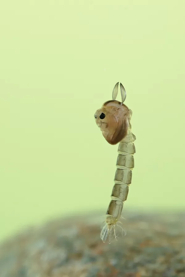 larva komára (2014)