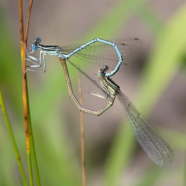 šidélko brvonohé ♂ + ♀ (2016)