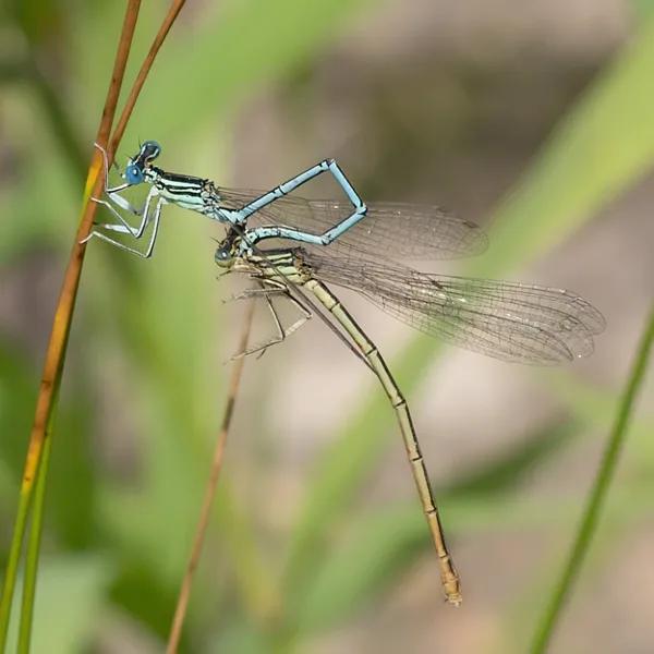 šidélko brvonohé ♂ + ♀ (2016)